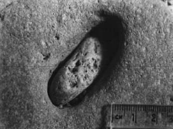 Rounded dolomite pebble within a boulder