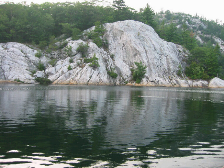 Beaver in George Lake