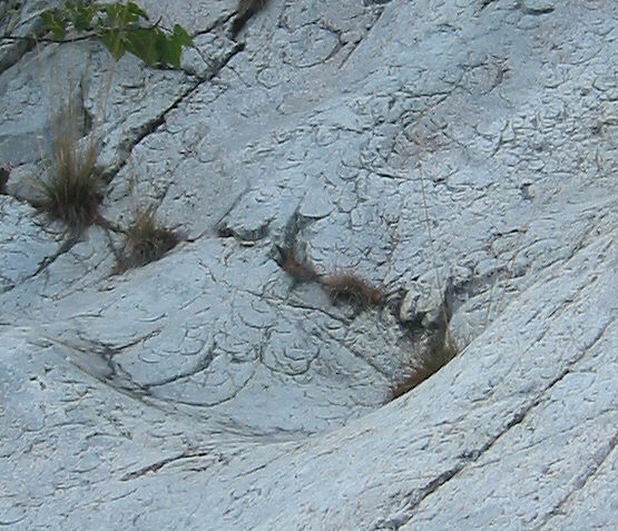 Detail of rock surface in the partial pothole