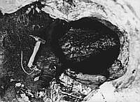 Pothole with oversize boulder